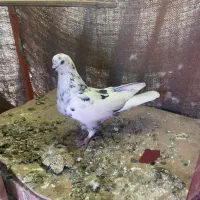 کفتر کفتر بازی