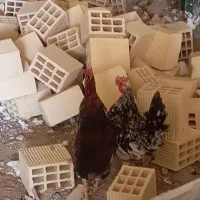 مرغ و خروس