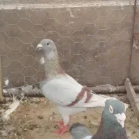 جفت مسجدی به شرط