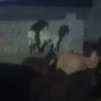 بز و کره