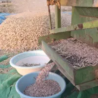 کاه لوبیا چیتی