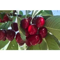 گیلاس تازه ارگانیک