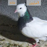 کبوتر طوقی
