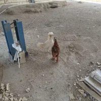 نژاد سلطان