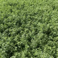 فروش یونجه درجه یک با بهترین کیفیت