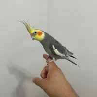 عروس هلندی جفت