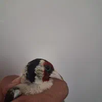 سهره نر