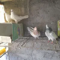 کبوتر سفید پر