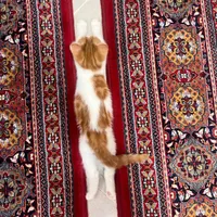 بچه گربه|گربه|یزد, |دیوار