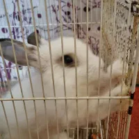 خرگوش|موش و خرگوش|گرگان, |دیوار