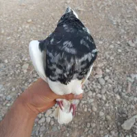 کبوتر طوقی