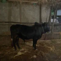 ورزا محلی گوشتی