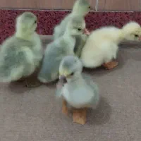 جوجه قوغاز
