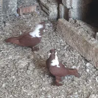 نروماده اوچان به شرط نرتای گوز ۸میلیون
