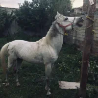 نریان کرد