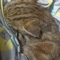 واگذاری بچه گربه