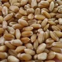 گندم تمیز 45000