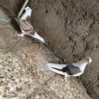 کبوتر دوکت شور