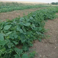 کارگر برای چیدن خیار