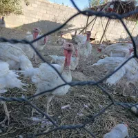لوقلمون بیوتی ۶