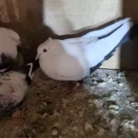 کبوتر|پرنده|چهاردانگه (تهران), |دیوار