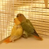 طوطی برزیلی سه ماهه
