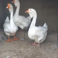 جفت قوغاز لیندا مولد