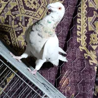 کفتر سرور، لیلک ، قره ،دم سفید