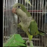 طوطی راهب سبز