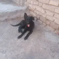 واگذاری سگ