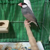 جفت فنچ نرگسی