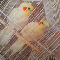 جفت عروس هلندی مولد جوان