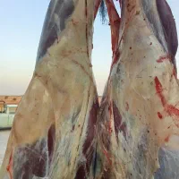 گوشت گوساله لاکچری