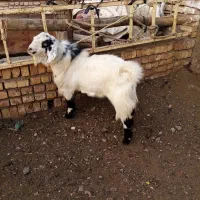 یک عدد بز نر