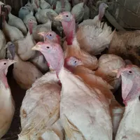 بوقلمون  ارگانیک|پرنده|بروجرد, |دیوار