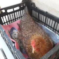 چهار عدد مرغ جوان و تخم گذار