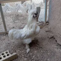 خروس ابریشمی