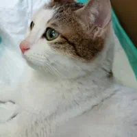 گربه گمشده پیدا شده