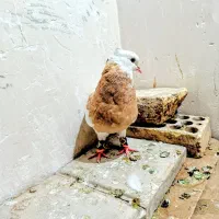 کبوتر طوقی سالم و پاک
