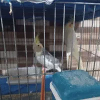 فروش انواع عروس هلندی دستی مولدوجوجه پرورشی