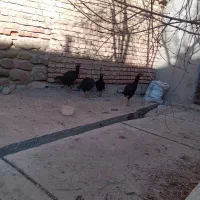 جوجه خروس و مرغ لاری