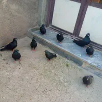 کبوتر سیاه