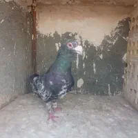 سارهفرنگ. نر ذغالی
