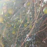 لیمو ترش کیلو170