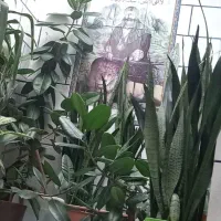 گل سانسور با گل فیکوس زیبا