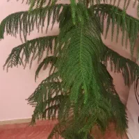کاج مطبق زیبا سرحال