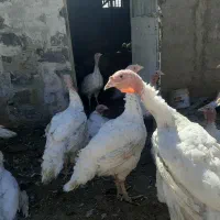 بوقلمون گوشتی