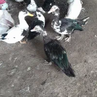 اردک اسراعیلی