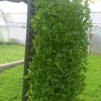 نشاء فلفل دلمه خارجی + انواع نشاء