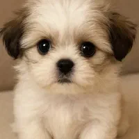 توله سگ شیتزو سوپر فلت ماده(کامل آگهیو بخونین)